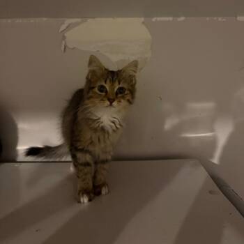 Koch -  Domestic Long Hair Cat for Adoption in Hedgesville, West Virginia - Koch | PetCurious