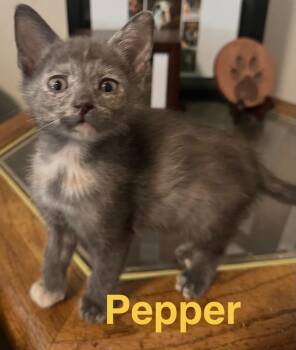 Pepper -  Domestic Short Hair Cat Available for Adoption in The Woodlands, Texas - Pepper | PetCurious