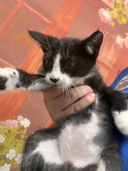 TUCKER -  Domestic Short Hair Cat for Adoption in San Bernardino, California - TUCKER | PetCurious
