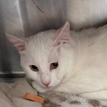 Onion -  Domestic Short Hair Cat for Adoption in Murray, Utah - Onion | PetCurious