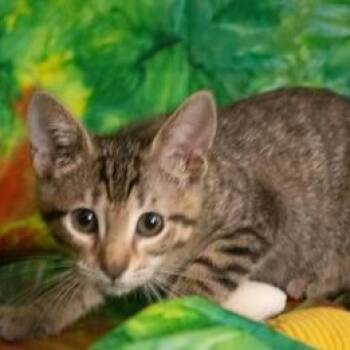 Willow G -  Domestic Short Hair Cat for Adoption in Liverpool, Texas - Willow G | PetCurious