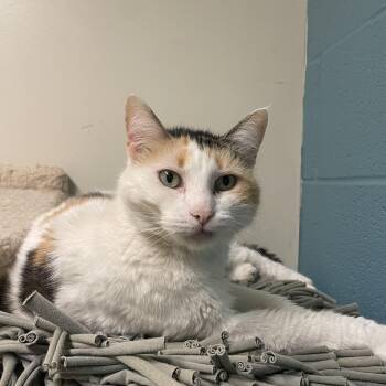Smores -  Calico Cat for Adoption in Kansas City, Missouri - Smores | PetCurious