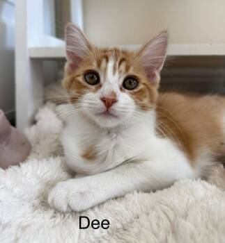 Rescue Domestic Medium Hair and Maine Coon Cats for Adoption in Mission Viejo, California - Dee | PetCurious