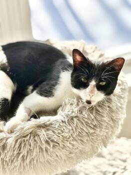 Aoife -  Domestic Short Hair Cat for Adoption in Ferndale, Michigan - Aoife | PetCurious