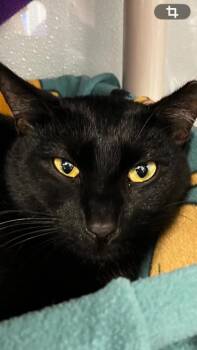 Domestic Short Hair Cats Available for Adoption - Rex | PetCurious