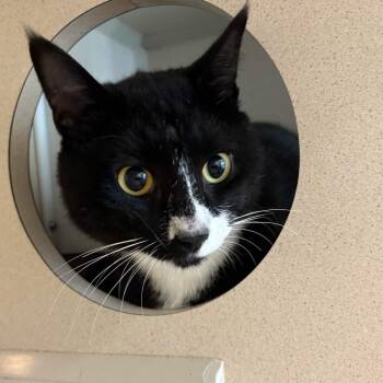 Trailer Park Merman -  Domestic Short Hair Cat Available for Adoption in Gloucester, Virginia - Trailer Park Merman | PetCurious