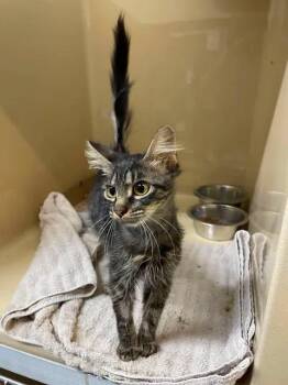 Angel Hair -  Domestic Long Hair Cat for Adoption in Stillwater, Oklahoma - Angel Hair | PetCurious