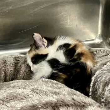 Domestic Short Hair Cats Available for Adoption in Port Charlotte, Florida - 0453-C26 | PetCurious