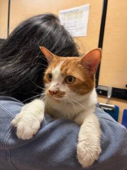 Tabby Cats Available for Adoption in Waldorf, Maryland - UKELELE. #4268 | PetCurious