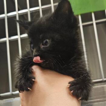 Jiji -  Domestic Short Hair Cat for Adoption in Bentonville, Arkansas - Jiji | PetCurious