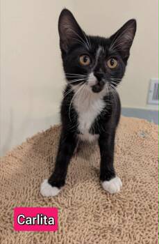 Rescue Domestic Short Hair Cats for Adoption in New Baltimore, Michigan - Carlita | PetCurious