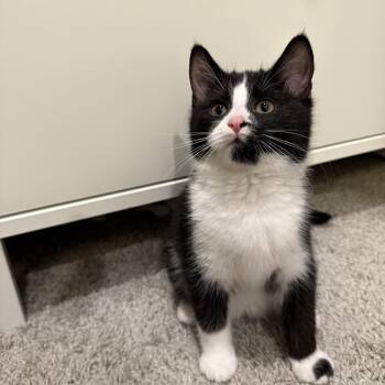 Rescue Domestic Short Hair Cats for Adoption in Charlotte, North Carolina - April | PetCurious