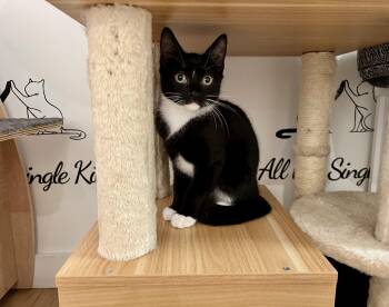 Almond -  Domestic Short Hair Cat for Adoption in North Haven, Connecticut - Almond | PetCurious