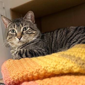 Domestic Short Hair Cats Available for Adoption in Des Moines, Iowa - Asher | PetCurious