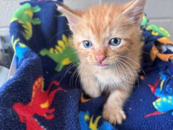CADEN -  Domestic Short Hair Cat for Adoption in Houston, Texas - CADEN | PetCurious