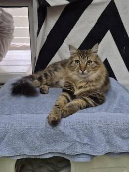 Dumpling -  Domestic Medium Hair and Domestic Short Hair Cat for Adoption in Savannah, Georgia - Dumpling | PetCurious
