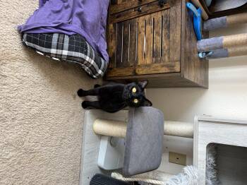Rescue Domestic Short Hair Cats for Adoption in Albuquerque, New Mexico - Cleo | PetCurious