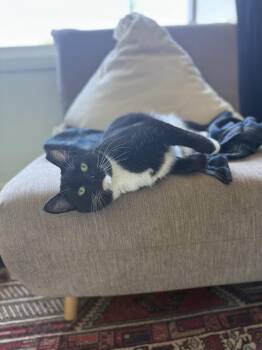 Rescue Domestic Short Hair Cats for Adoption in Piedmont, California - Juno | PetCurious