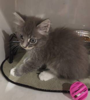 Darby 7.15.26 (med waiver) -  Domestic Short Hair Cat for Adoption in Apopka, Florida - Darby 7.15.26 (med Waiver) | PetCurious
