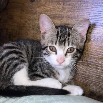 Rescue Domestic Short Hair Cats for Adoption in Auburn, Alabama - Donkey | PetCurious