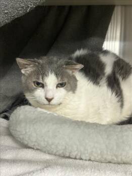 *BARNEY -  Domestic Short Hair Cat for Adoption in Woodland, California - *BARNEY | PetCurious