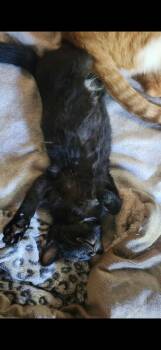 Rescue Domestic Short Hair Cats for Adoption in Hamburg, New York - Jaeda | PetCurious