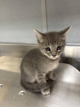 Domestic Short Hair Cats Available for Adoption in Las Vegas, Nevada - MARCOS | PetCurious