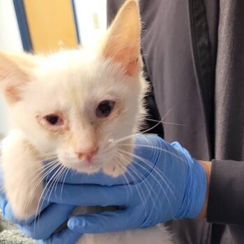 Tails -  Domestic Short Hair Cat for Adoption in Newark, New Jersey - Tails | PetCurious