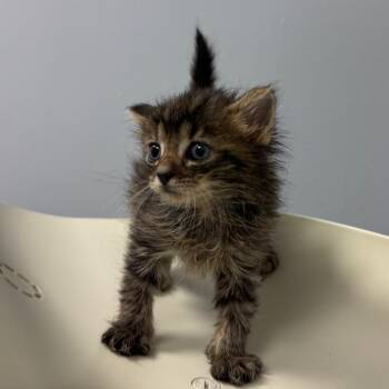 Baby Beluga 2022 -  Domestic Short Hair Cat for Adoption in Columbus, Georgia - Baby Beluga 2022 | PetCurious