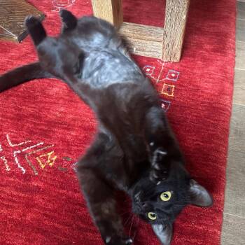 Domestic Short Hair Cats Available for Adoption in Denver, Colorado - Abby HSPPR Pueblo | PetCurious