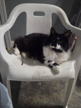 Sophie and Fluffy -  Domestic Long Hair Cat for Adoption in Greensboro, Georgia - Sophie And Fluffy | PetCurious