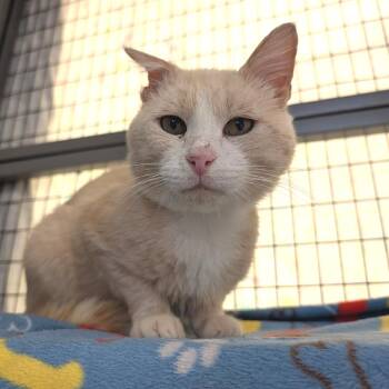 Mulch -  Domestic Short Hair Cat for Adoption in Charlottesville, Virginia - Mulch | PetCurious