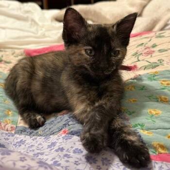 Domestic Short Hair Cats Available for Adoption in Austin, Texas - Bus Stop 8 | PetCurious