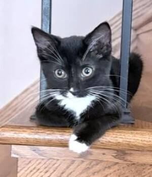 Kiara -  Tuxedo Cat for Adoption in Hamilton, Ontario - Kiara | PetCurious