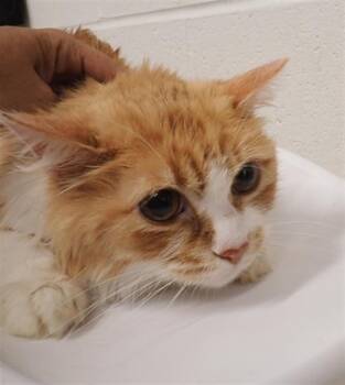 Rescue Domestic Short Hair Cats for Adoption in St. Peters, Missouri - ZIGGY | PetCurious