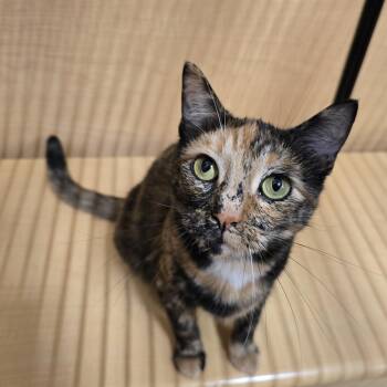 Chelsea -  Domestic Short Hair Cat for Adoption in Warr Acres, Oklahoma - Chelsea | PetCurious