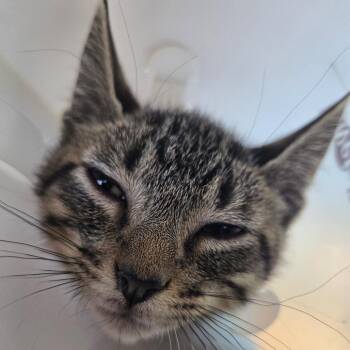 Pumba -  Domestic Short Hair Cat for Adoption in Leander, Texas - Pumba | PetCurious
