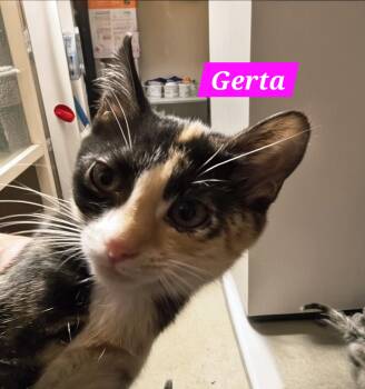 Gerta -  Tortoiseshell Cat for Adoption in Buena Vista, Virginia - Gerta | PetCurious