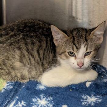 Talon -  Domestic Short Hair Cat for Adoption in Salt Lake City, Utah - Talon | PetCurious