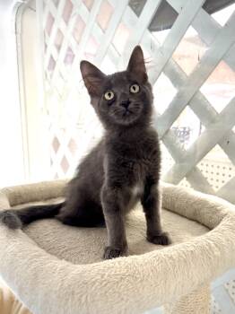 Jean Luc -  Domestic Medium Hair Cat for Adoption in Jefferson, Louisiana - Jean Luc | PetCurious