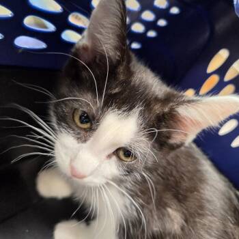 Figaro -  Domestic Short Hair Cat for Adoption in Leander, Texas - Figaro | PetCurious