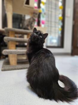 Rescue Domestic Long Hair Cats for Adoption in Endicott, New York - Ming | PetCurious