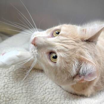 Sandy -  Domestic Short Hair Cat for Adoption in Michigan City, Indiana - Sandy | PetCurious