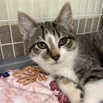 Lila -  Domestic Short Hair Cat for Adoption in Oshkosh, Wisconsin - Lila | PetCurious