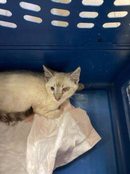 Rescue Siamese Cats for Adoption in Stockton, California - A365337 | PetCurious