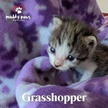 Rescue Domestic Short Hair Cats for Adoption in Council Bluffs, Iowa - Bugaboos Litter: Grasshopper | PetCurious