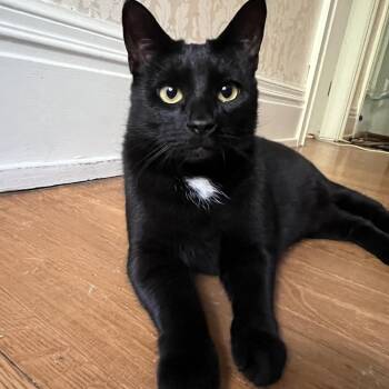 Ember -  Domestic Short Hair Cat for Adoption in Honeoye, New York - Ember | PetCurious