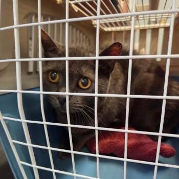 Domestic Short Hair Cats Available for Adoption in Port Charlotte, Florida - Aurelia | PetCurious