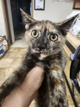Bella $75 fostered -  Domestic Short Hair Cat for Adoption in Seneca, South Carolina - Bella $75 Fostered | PetCurious