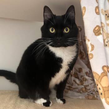 Domestic Short Hair Cats Available for Adoption in Greensboro, North Carolina - Roxy | PetCurious